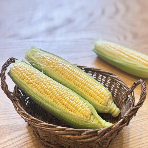 画像1: 嶽きみ10本 送料無料 青森県産とうもろこし (1)