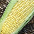 画像2: 嶽きみ10本 送料無料 青森県産とうもろこし (2)