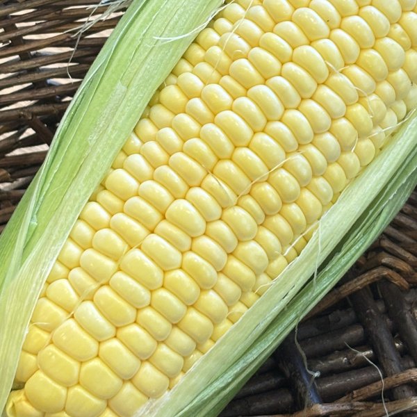 嶽きみ だけきみ