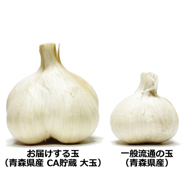 画像3: 熟成にんにく 青森県産 福地ホワイト六片種 CA貯蔵 大玉 (3)