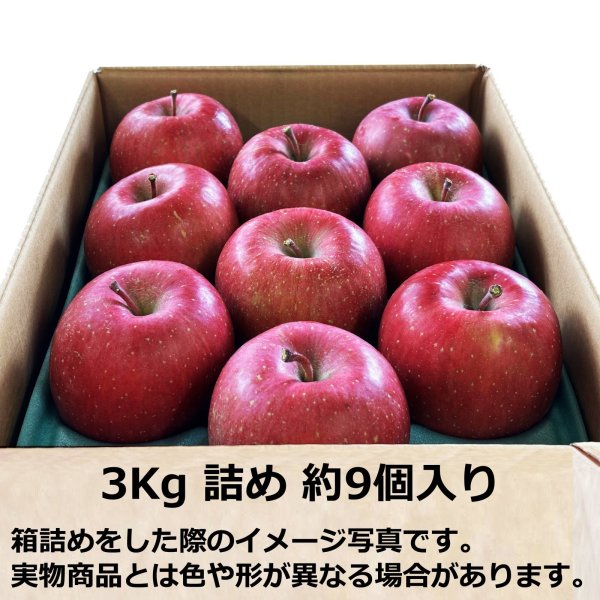 画像6: 【予約商品】サンふじ 2025年11月発送開始 (6)