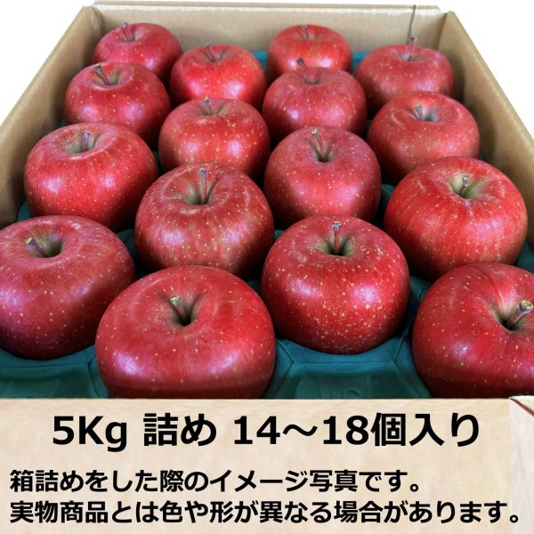 画像7: 【予約商品】サンふじ 2025年11月発送開始 (7)