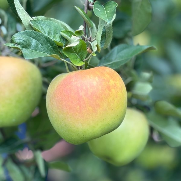 画像3: トキ（予約商品）青森県産 黄色いりんご 2026年10月発送開始 (3)