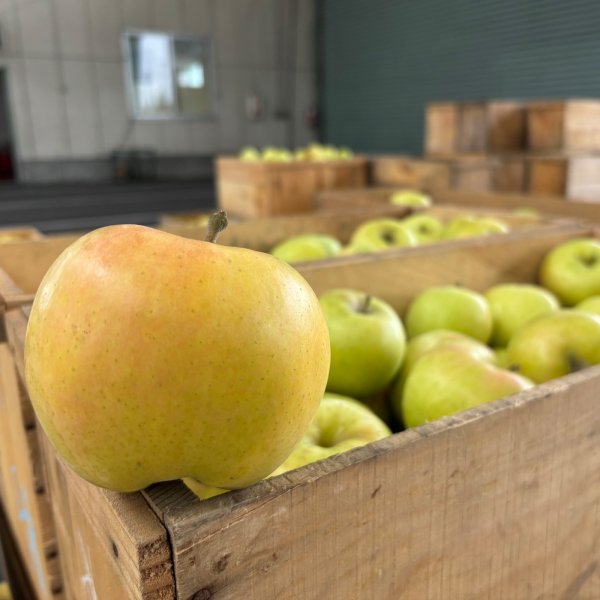 画像4: トキ（予約商品）青森県産 黄色いりんご 2026年10月発送開始 (4)