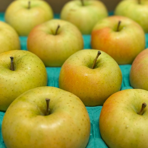 画像5: トキ（予約商品）青森県産 黄色いりんご 2026年10月発送開始 (5)